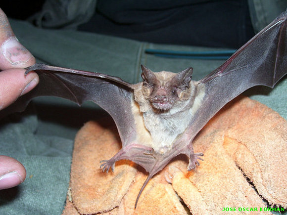 Tadarida brasilensis