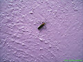 INSECTOS RAROS