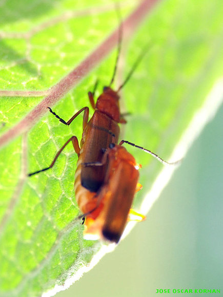 INSECTOS RAROS