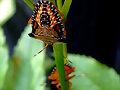 INSECTOS RAROS