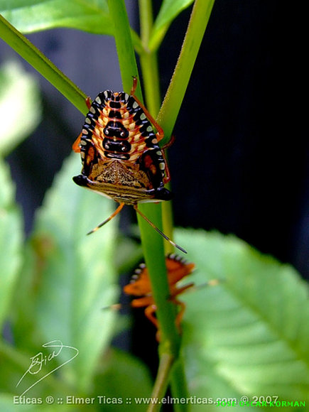INSECTOS RAROS