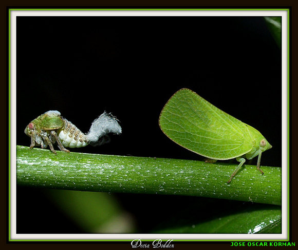 INSECTOS RAROS