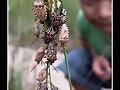 INSECTOS