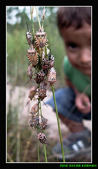 INSECTOS