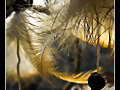 INSECTOS