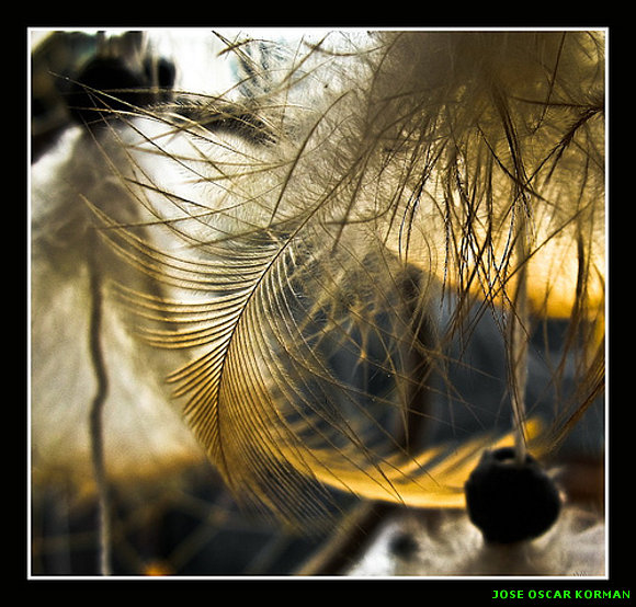 INSECTOS