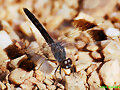 INSECTOS