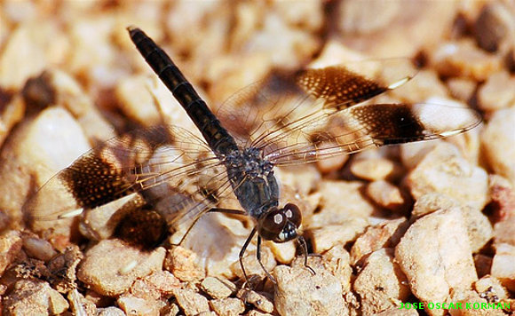 INSECTOS