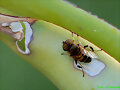 INSECTOS