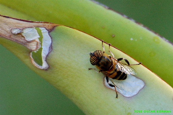 INSECTOS