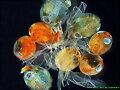 Est&aacute;s en Fotos &gt; Bajo el microscopio