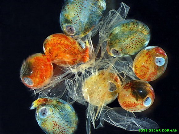 Estás en Fotos > Bajo el microscopio