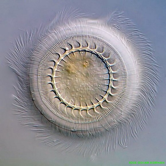 Estás en Fotos > Bajo el microscopio