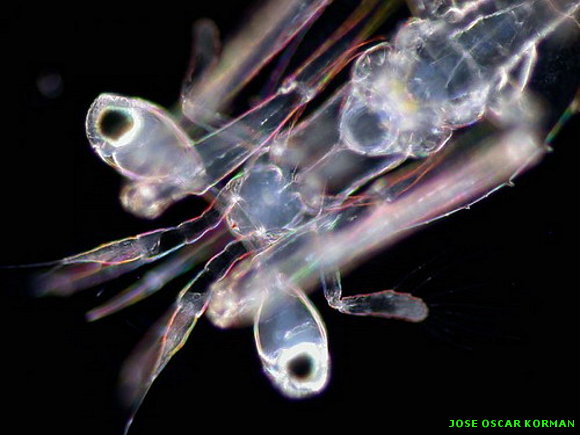 Estás en Fotos > Bajo el microscopio