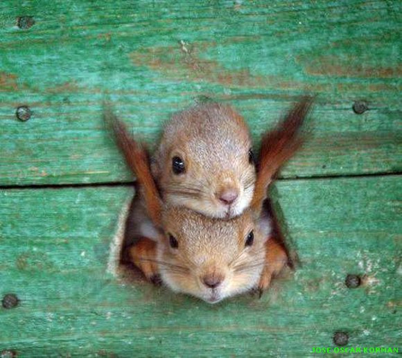 Estás en Fotos > Mundo animal
