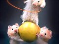 Est&aacute;s en Fotos &gt; Mundo animal