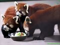 Un zoo, en im&aacute;genes