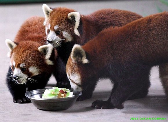 Un zoo, en imágenes