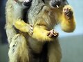 Un zoo, en im&aacute;genes