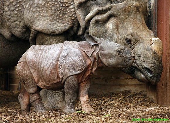 Un zoo, en imágenes