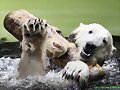 Un zoo, en im&aacute;genes