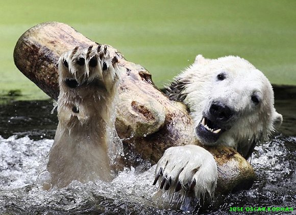 Un zoo, en imágenes