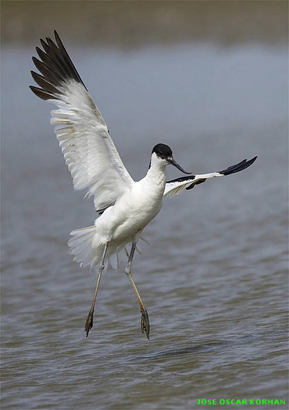 AVES
