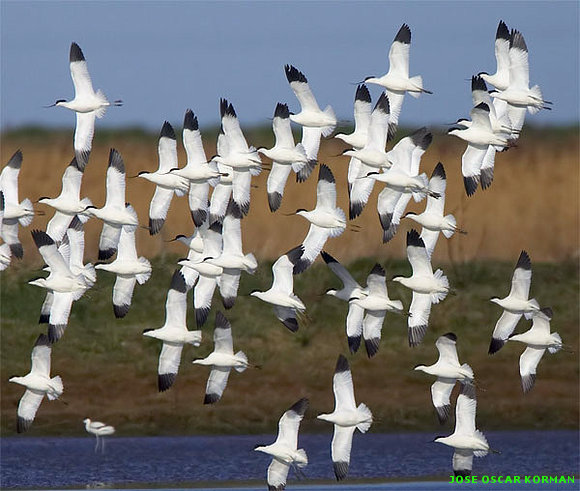 AVES