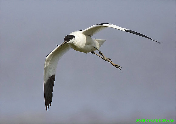 AVES