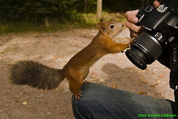 Animales y Fotografia