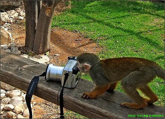Animales y Fotografia