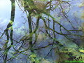 REFLEJO