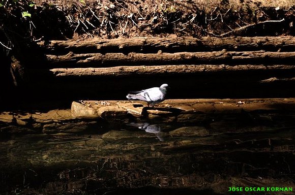 REFLEJO
