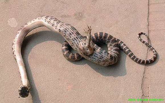 Una serpiente con una sola pata en China