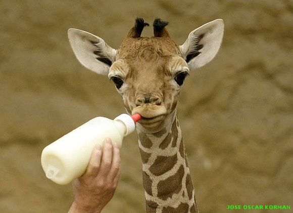Un zoo, en imágenes