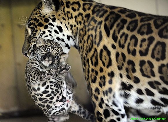 Un zoo, en imágenes