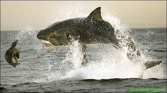 TIBURON BLANCO ASESINO CAZANDO