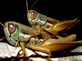 INSECTOS