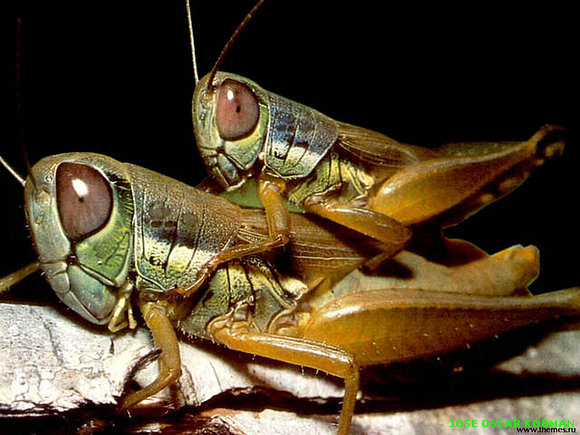 INSECTOS
