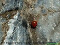 INSECTOS