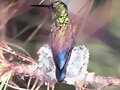 MARIPOSAS Y COLIBRIES
