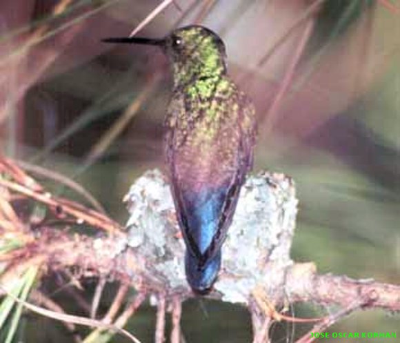 MARIPOSAS Y COLIBRIES