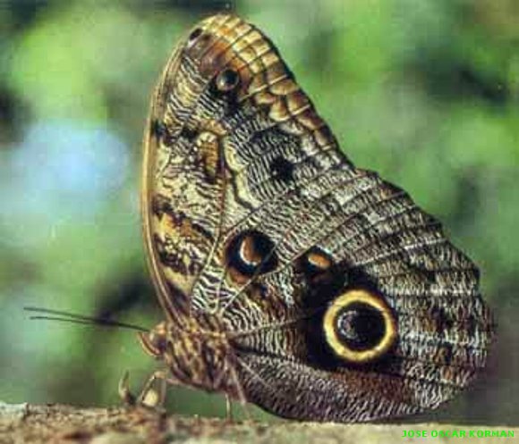 MARIPOSAS Y COLIBRIES