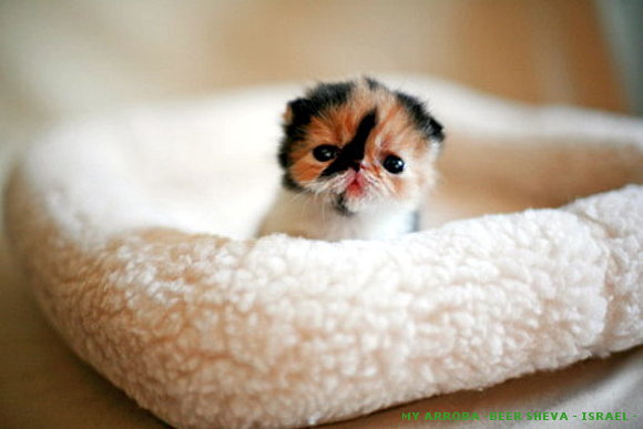 Gatito simpático