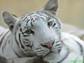 fotograf&iacute;as de tigres muy hermosos