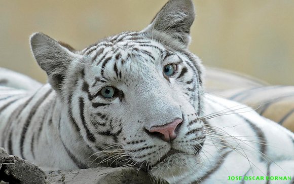 fotografías de tigres muy hermosos