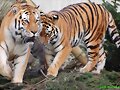 fotograf&iacute;as de tigres muy hermosos