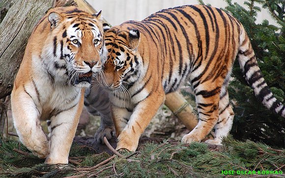 fotografías de tigres muy hermosos