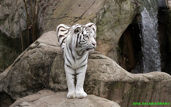fotografías de tigres muy hermosos