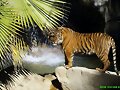 fotograf&iacute;as de tigres muy hermosos